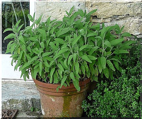 sage for mouth ulcers