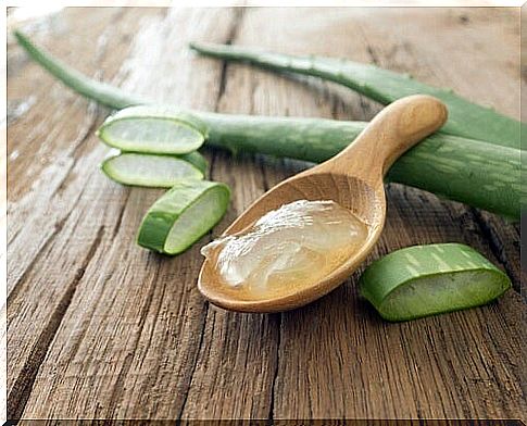 Aloe vera plant.