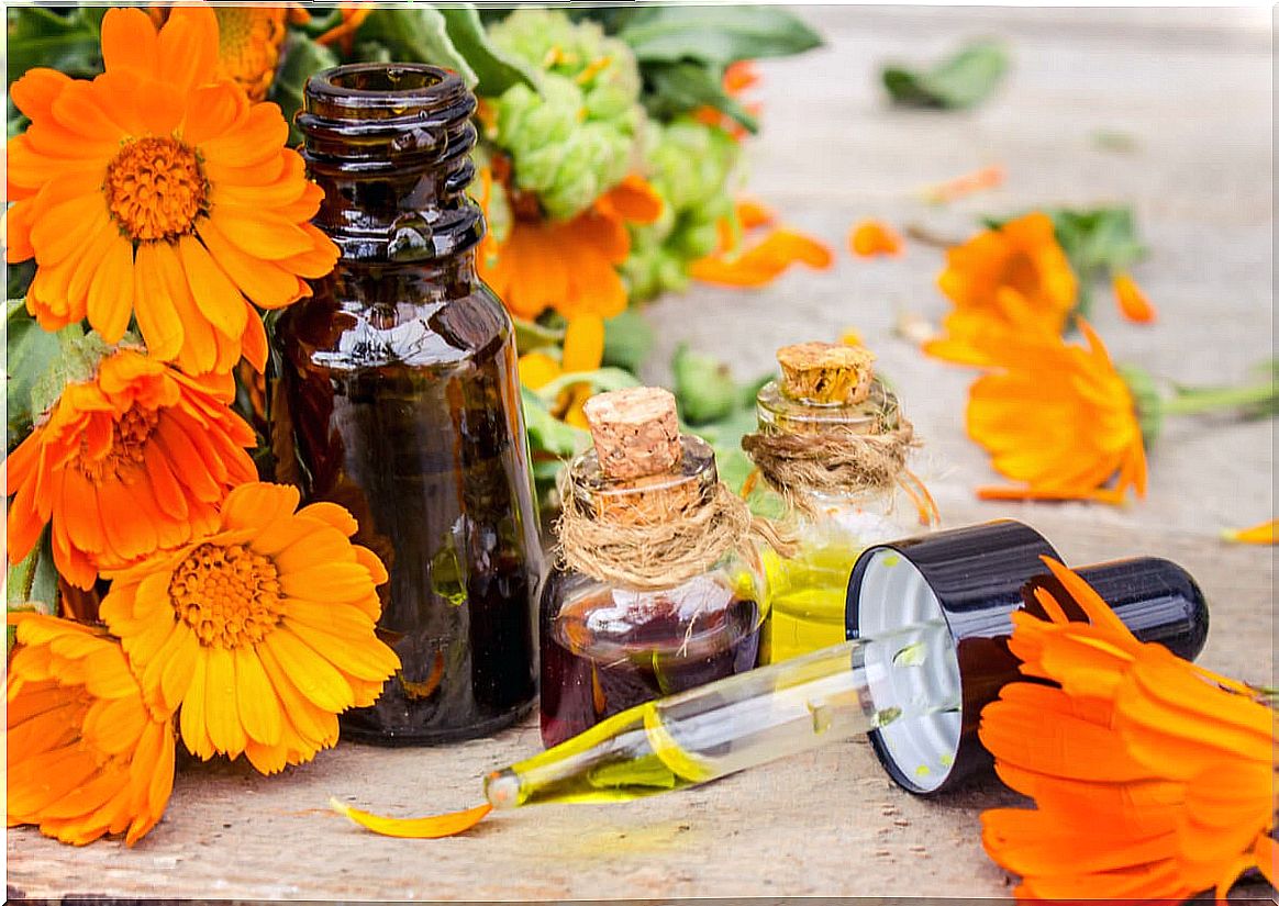 Calendula oil: uses, benefits and contraindications.