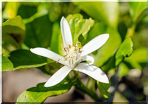 Orange blossom