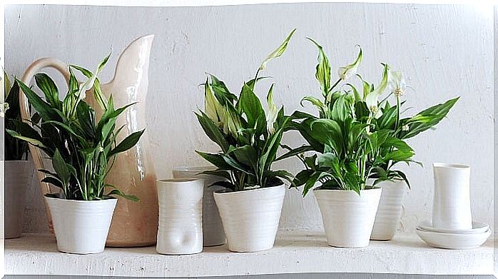 lily-of-peace plants to fall asleep