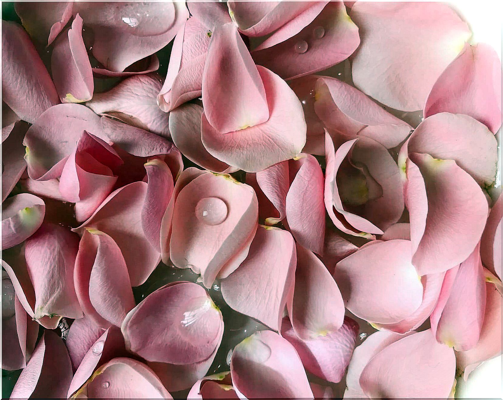 Rose petals