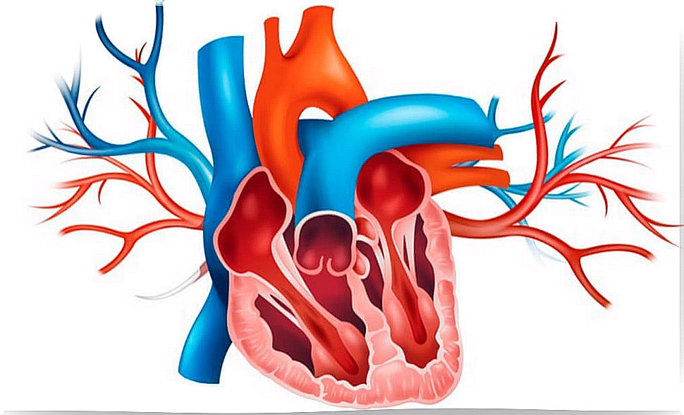 Origin of mitral valve prolapse