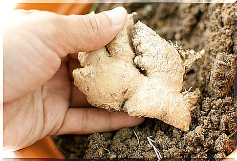 Growing ginger at home is easy