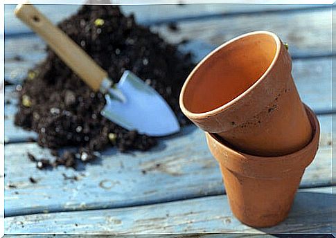 Pot to grow ginger at home