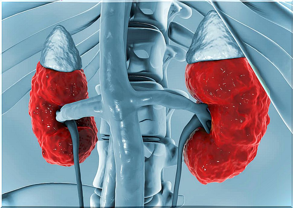 kidneys kidney disease