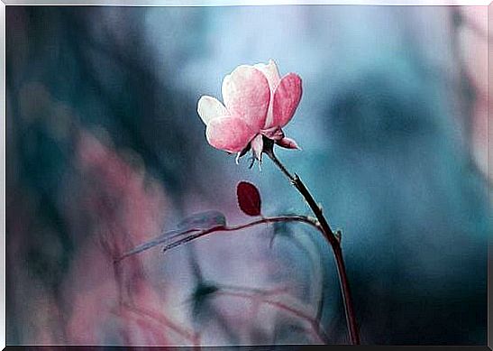 Flower that represents time.