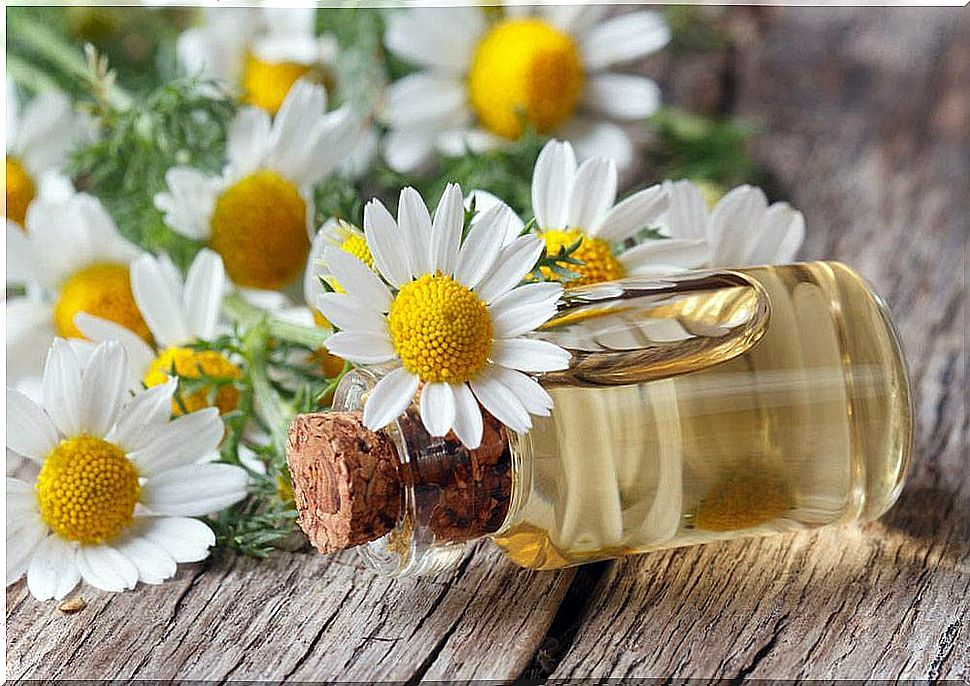 oil-chamomile