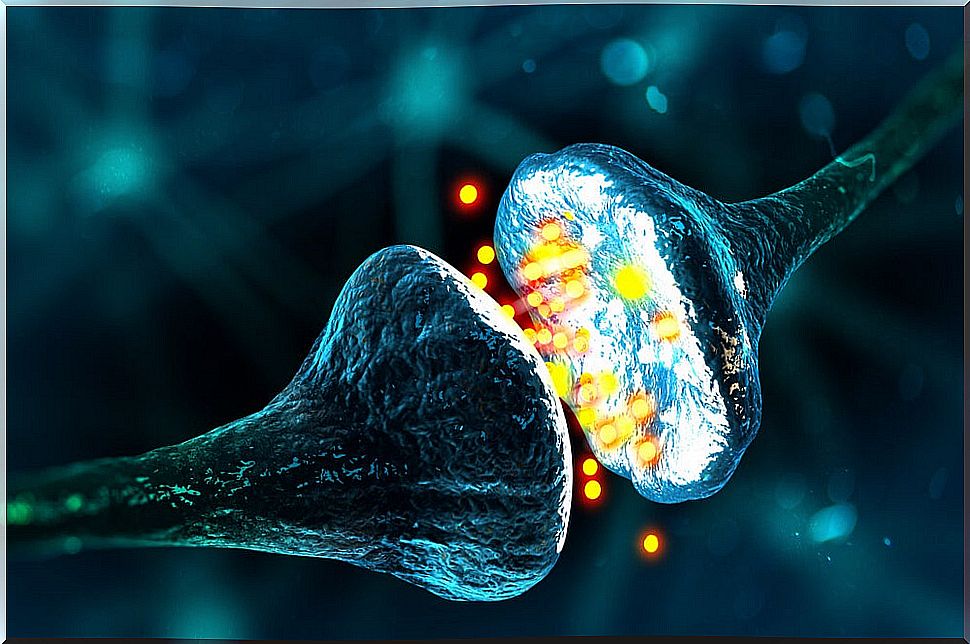 synapses in the central nervous system